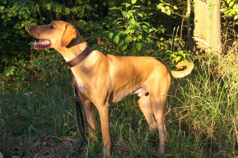 Ruby, a Doberman Pinscher and Vizsla mix tested with EmbarkVet.com