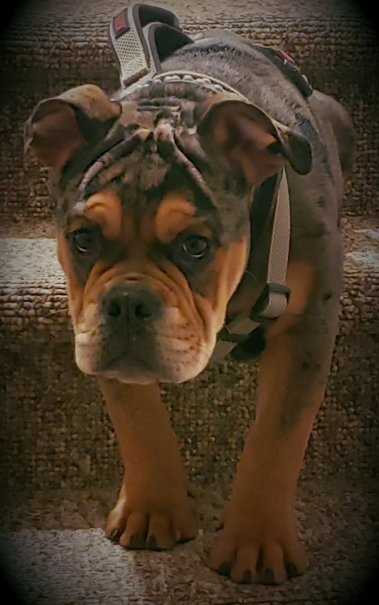 Vinny, an Olde English Bulldogge tested with EmbarkVet.com