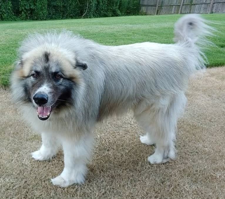 Monster, a Great Pyrenees and Alaskan Malamute mix tested with EmbarkVet.com