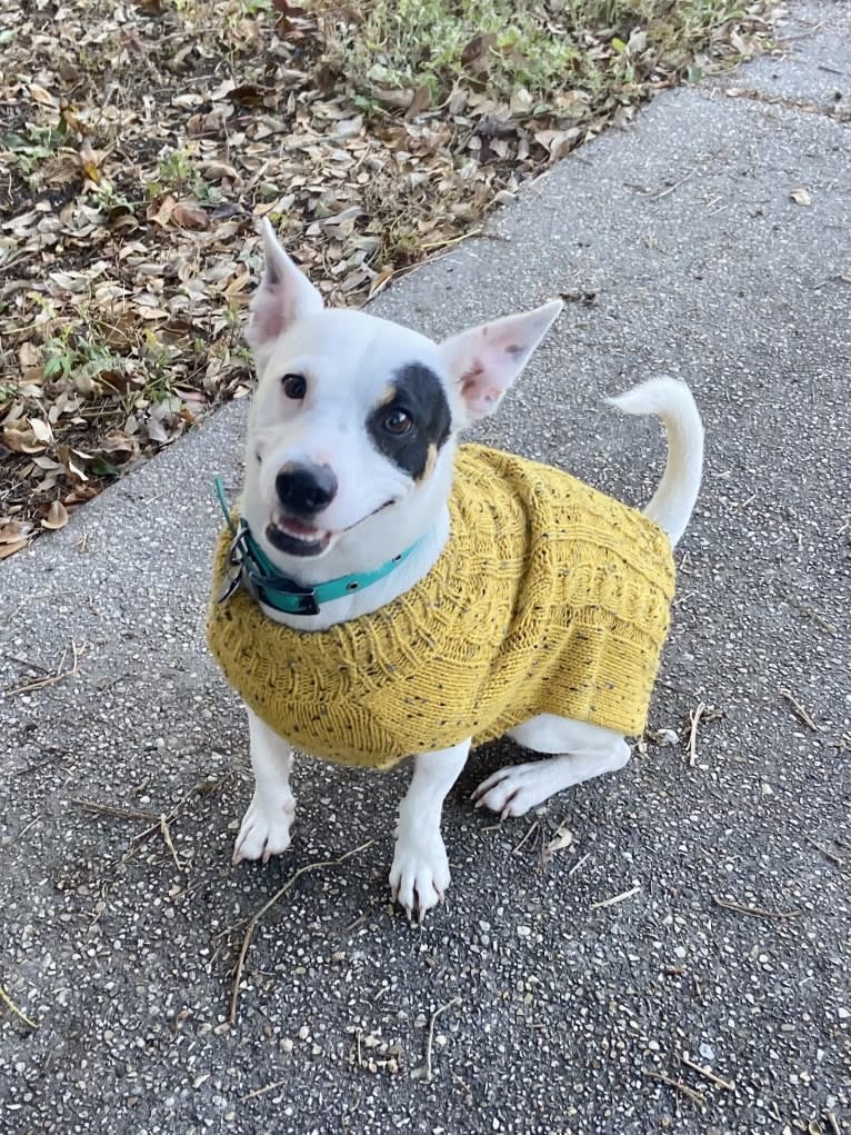 Alfredo, a Rat Terrier and Russell-type Terrier mix tested with EmbarkVet.com