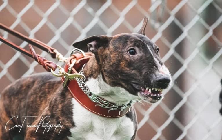 Dippy, a Bull Terrier tested with EmbarkVet.com