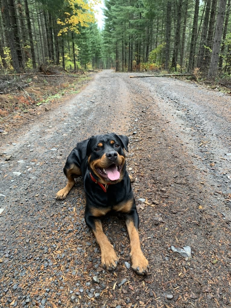 Daisy Mae, a Rottweiler tested with EmbarkVet.com