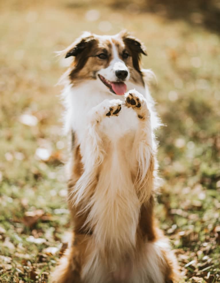 Sienna Rose, an Australian Shepherd and Collie mix tested with EmbarkVet.com