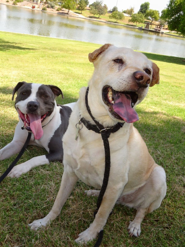 Doc, a Chihuahua and American Pit Bull Terrier mix tested with EmbarkVet.com