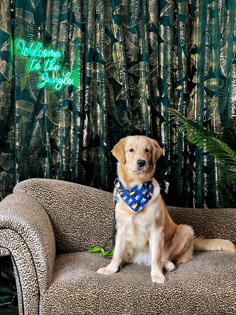 Alita, a Golden Retriever tested with EmbarkVet.com