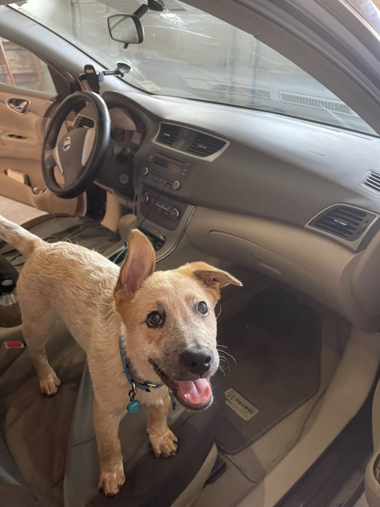 RAWLIE RIGGS, an Australian Cattle Dog and Poodle (Small) mix tested with EmbarkVet.com