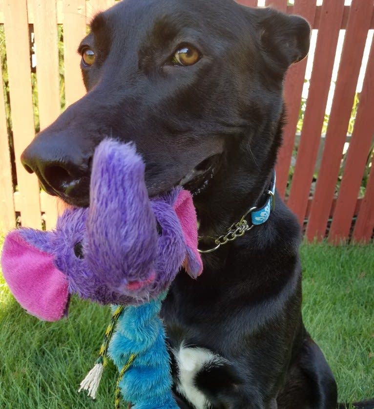 Rowan, a German Shepherd Dog and American Pit Bull Terrier mix tested with EmbarkVet.com