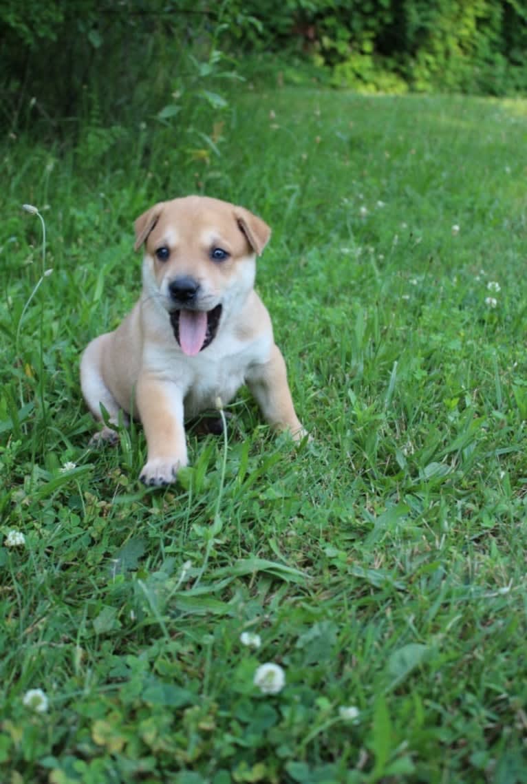 Bones, a Carolina Dog tested with EmbarkVet.com