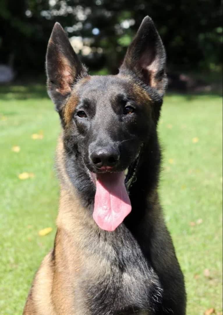 Taz, a Belgian Shepherd tested with EmbarkVet.com