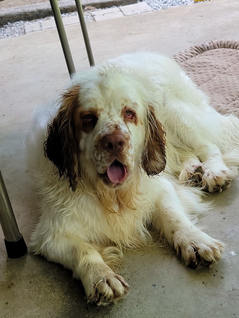 Photo of Rupert, a Clumber Spaniel  in Exline, IA, USA