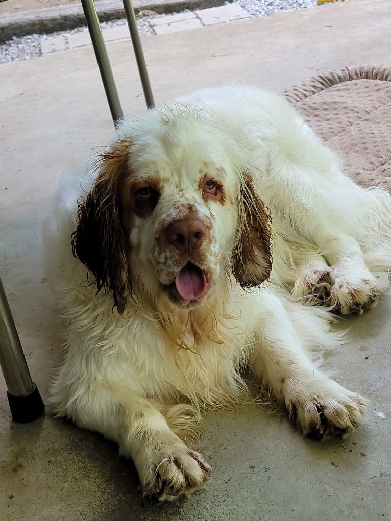 Rupert, a Clumber Spaniel tested with EmbarkVet.com