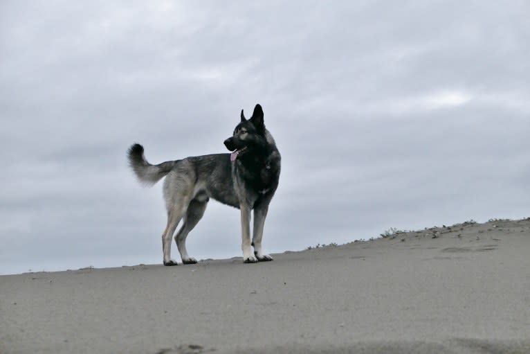 Kodiak, a Caucasian Ovcharka and German Shepherd Dog mix tested with EmbarkVet.com