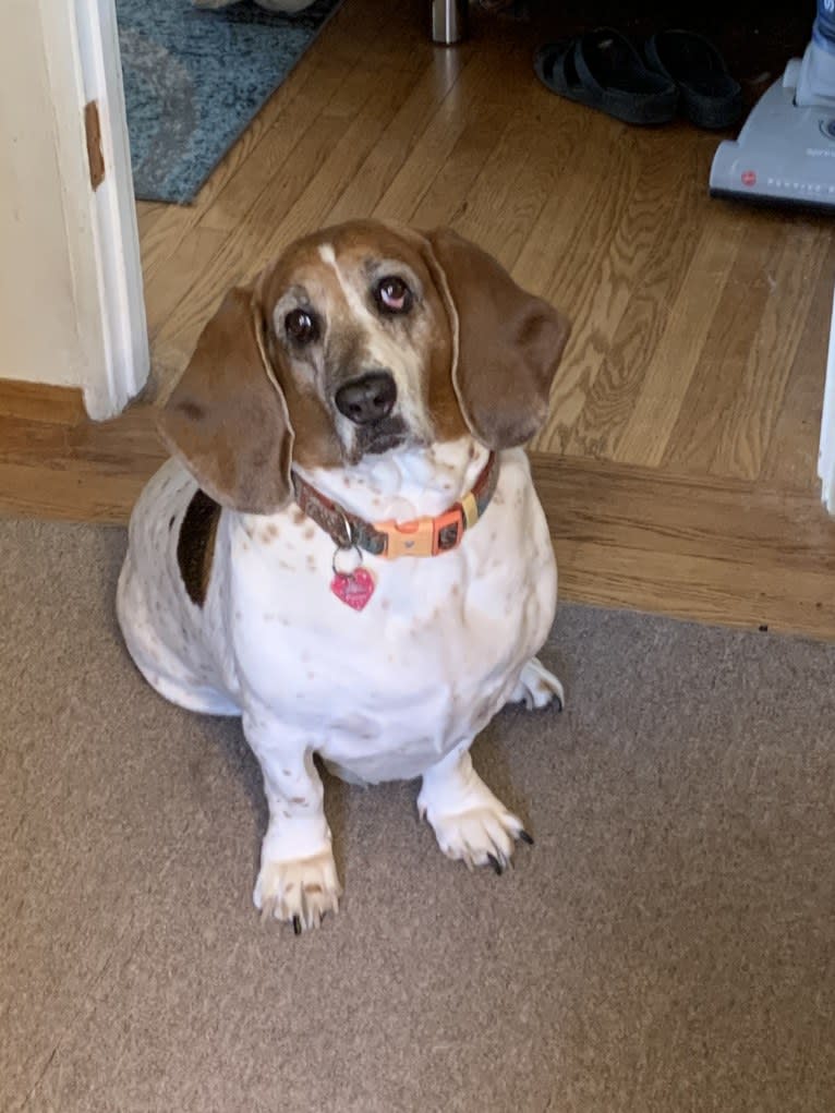 Leia, a Basset Hound tested with EmbarkVet.com