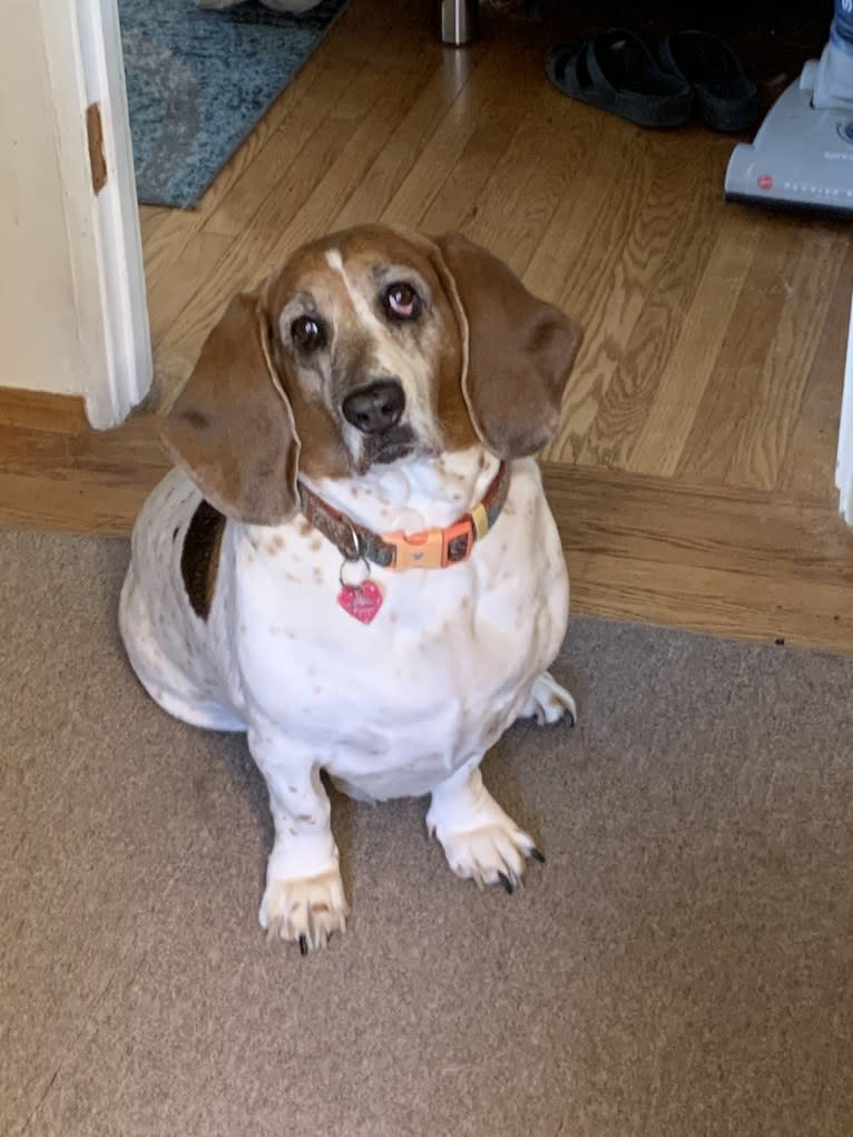 Leia, a Basset Hound tested with EmbarkVet.com