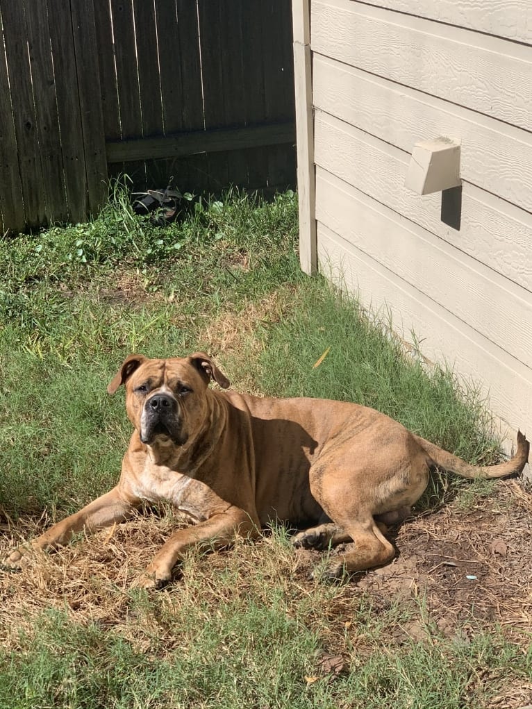 Mikey, an American Bulldog tested with EmbarkVet.com