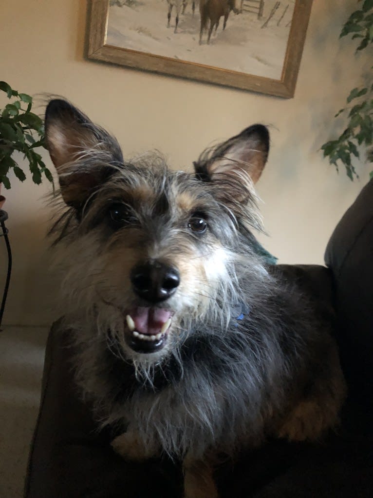 GOAT, a Yorkshire Terrier and Australian Cattle Dog mix tested with EmbarkVet.com