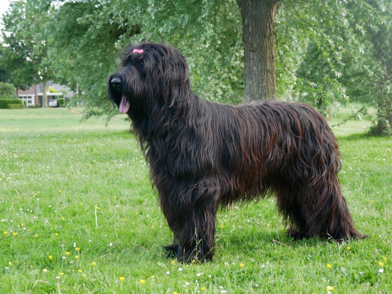 Nouckie, a Briard tested with EmbarkVet.com