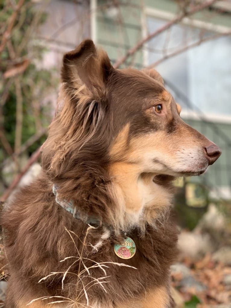 Rosie O'Doggell, an Australian Shepherd and German Shepherd Dog mix tested with EmbarkVet.com