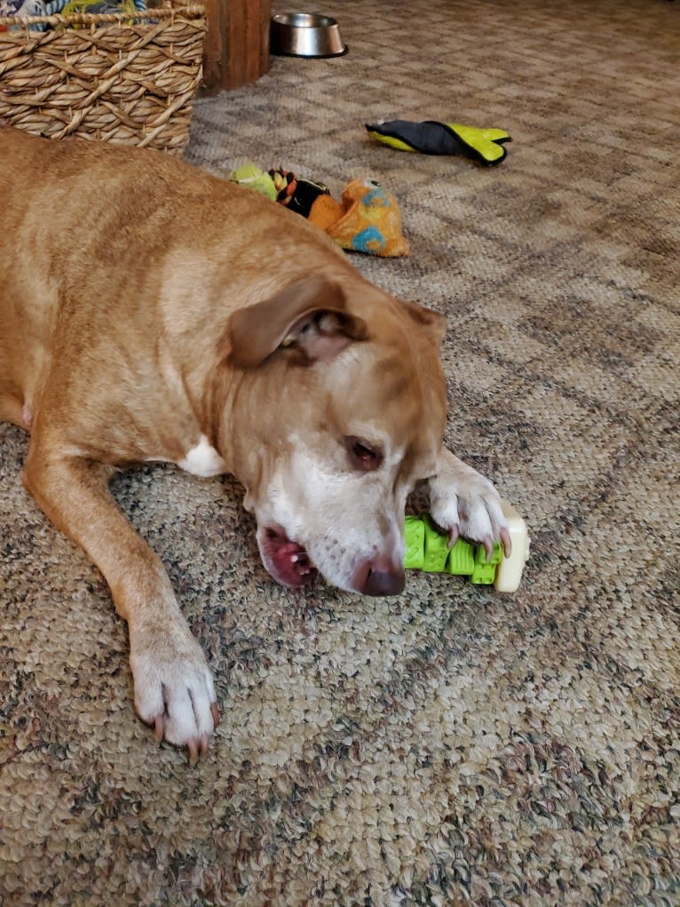 Buttercup, an American Pit Bull Terrier and Labrador Retriever mix tested with EmbarkVet.com