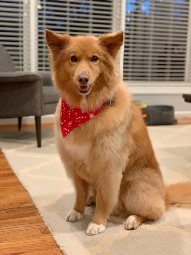 Moxie, a Chow Chow and Pomeranian mix tested with EmbarkVet.com