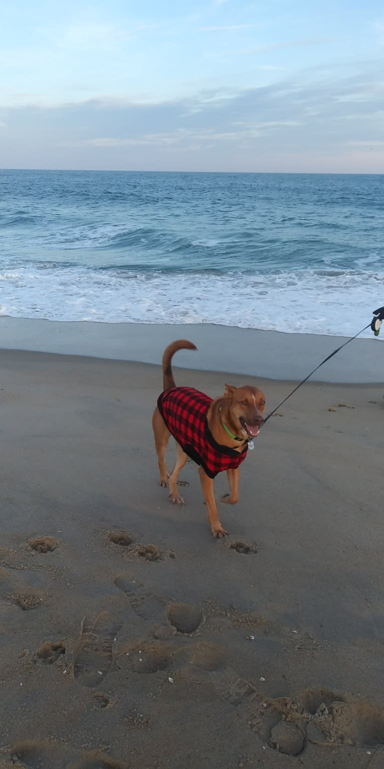 Stanley, an American Pit Bull Terrier and German Shepherd Dog mix tested with EmbarkVet.com