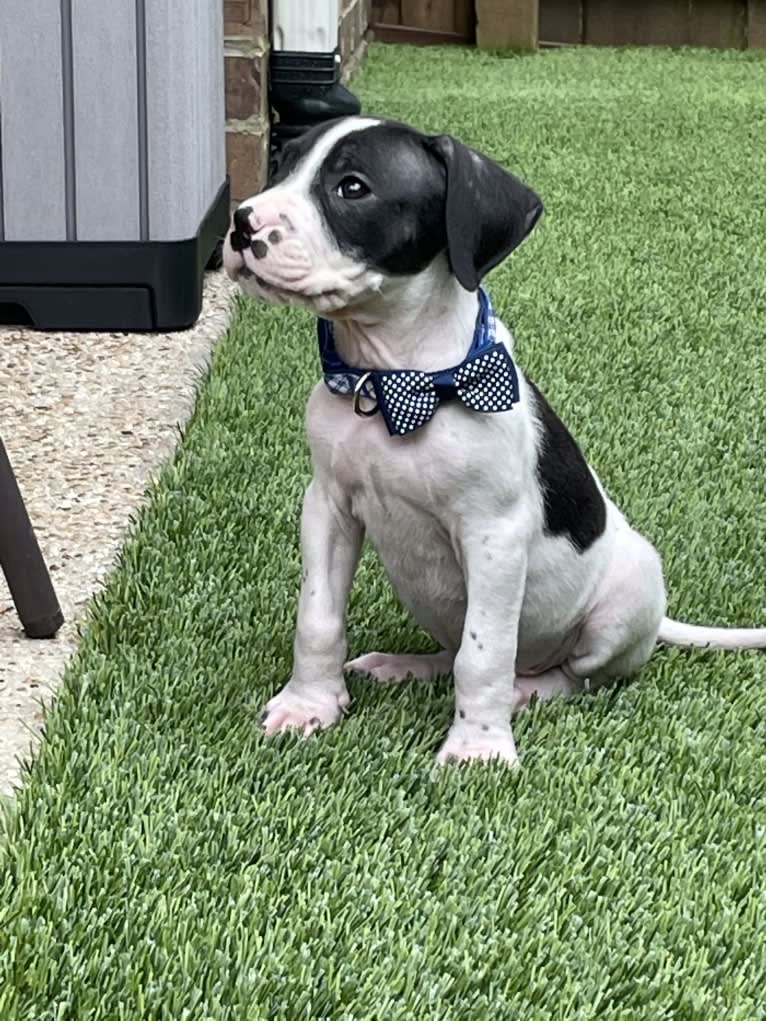 Finnegan, a Boxer and German Shorthaired Pointer mix tested with EmbarkVet.com