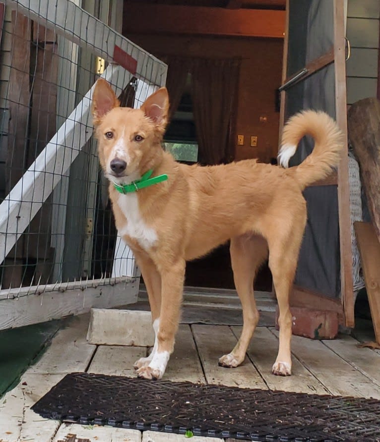 Antosha, an Arabian Village Dog tested with EmbarkVet.com