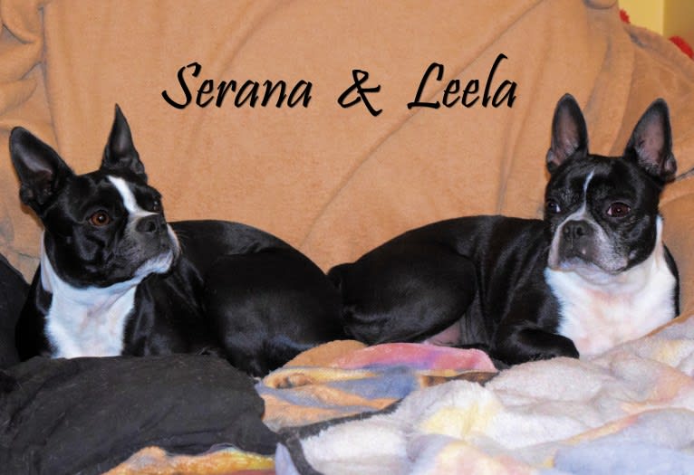Photo of Serana, a Boston Terrier  in Kingsport, Tennessee, USA