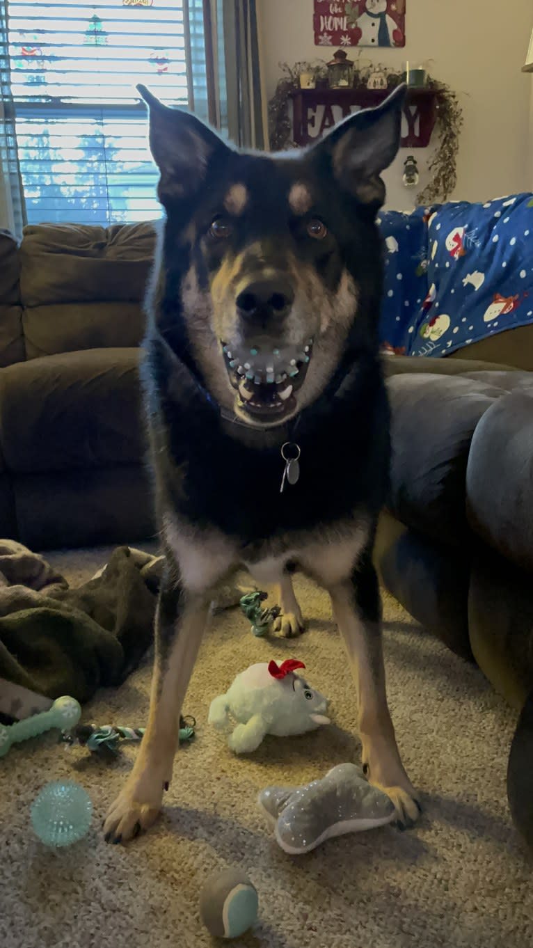 Diesel, a Siberian Husky and Australian Shepherd mix tested with EmbarkVet.com