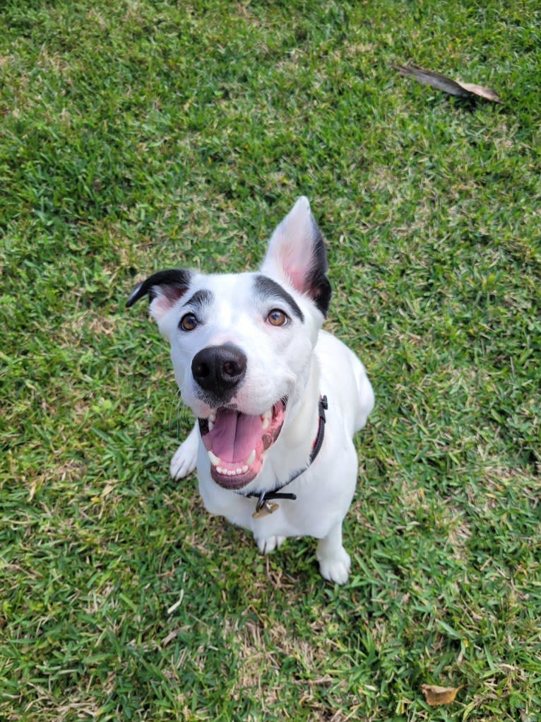 Buster, an American Bully and American Pit Bull Terrier mix tested with EmbarkVet.com