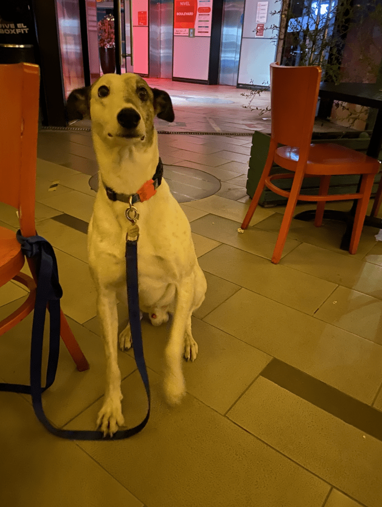 Kenzō, a Greyhound and American Village Dog mix tested with EmbarkVet.com