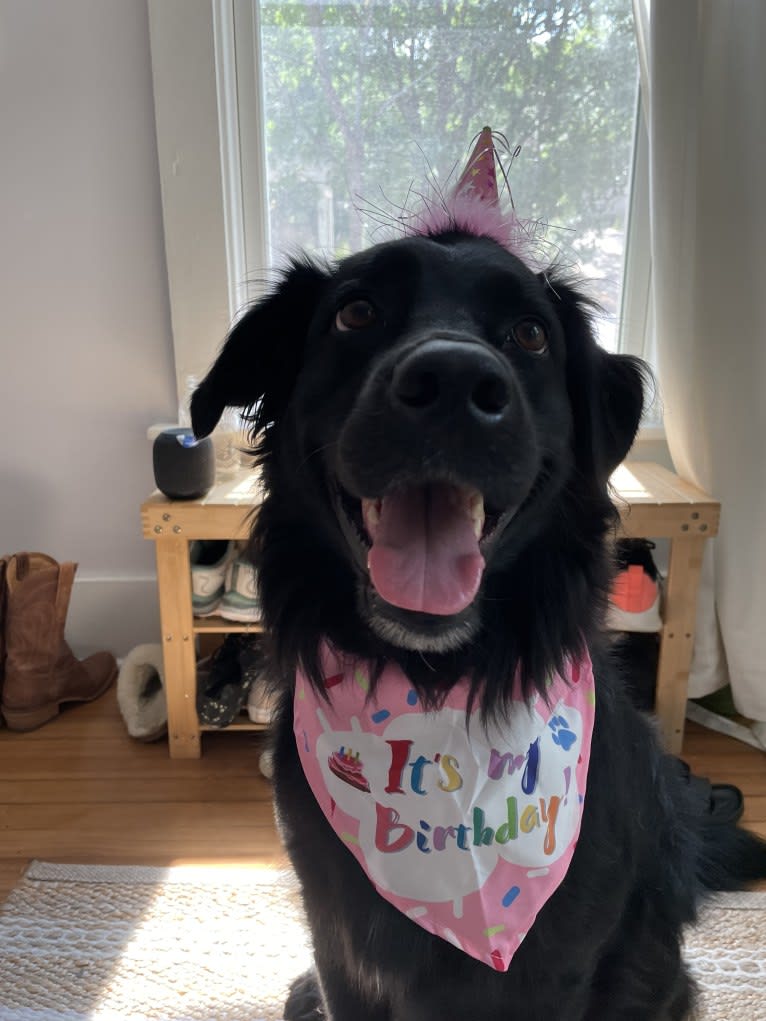 Nova, an Australian Shepherd and Labrador Retriever mix tested with EmbarkVet.com