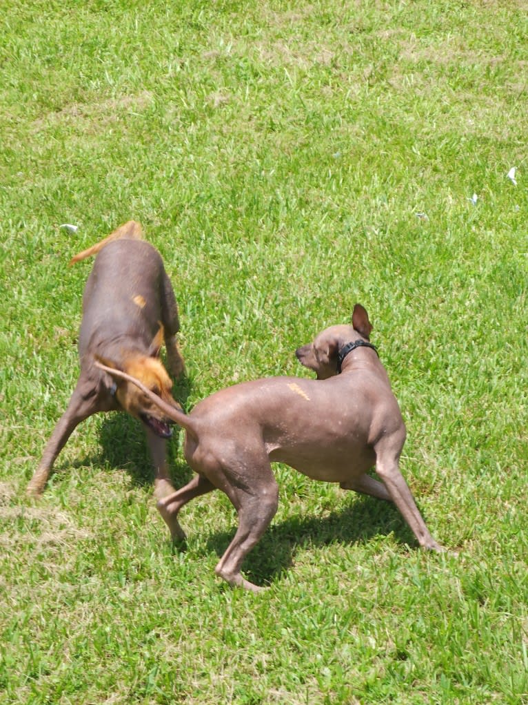 Neeko, a Xoloitzcuintli (8.7% unresolved) tested with EmbarkVet.com