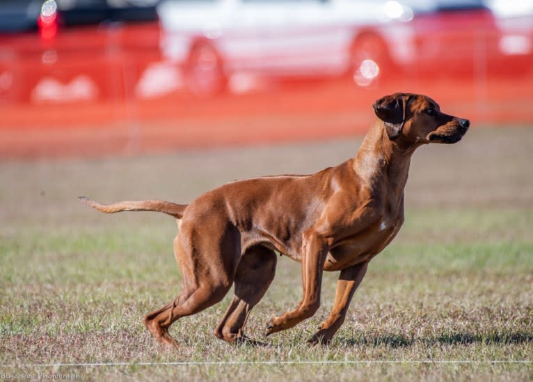 CH Dykumos Autumn Rose Rayleigh Scattered Skies TKN, FDC,ATT, a Rhodesian Ridgeback tested with EmbarkVet.com