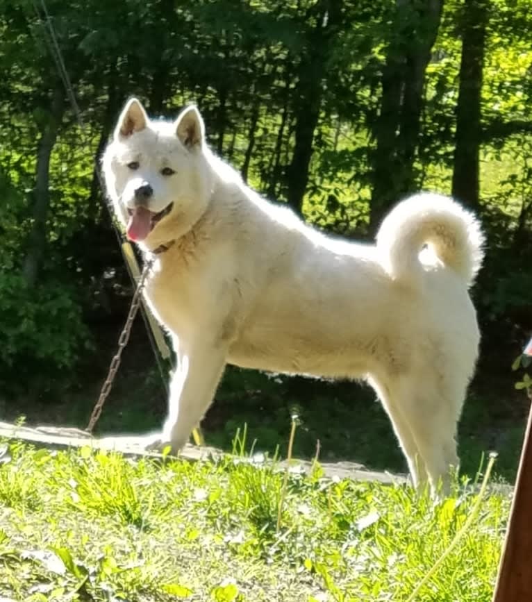 Arya, an Akita tested with EmbarkVet.com