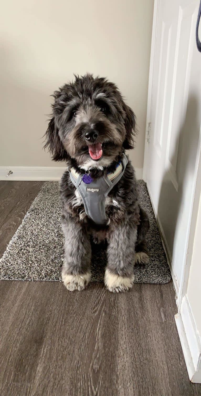 Mazie, an Aussiedoodle (5.3% unresolved) tested with EmbarkVet.com
