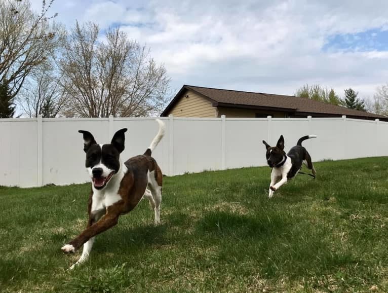 Pan, a Russell-type Terrier and Border Collie mix tested with EmbarkVet.com