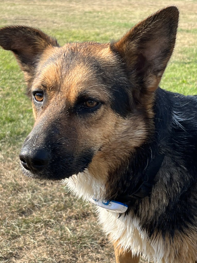 Anny, an Eastern European Village Dog and German Shepherd Dog mix tested with EmbarkVet.com