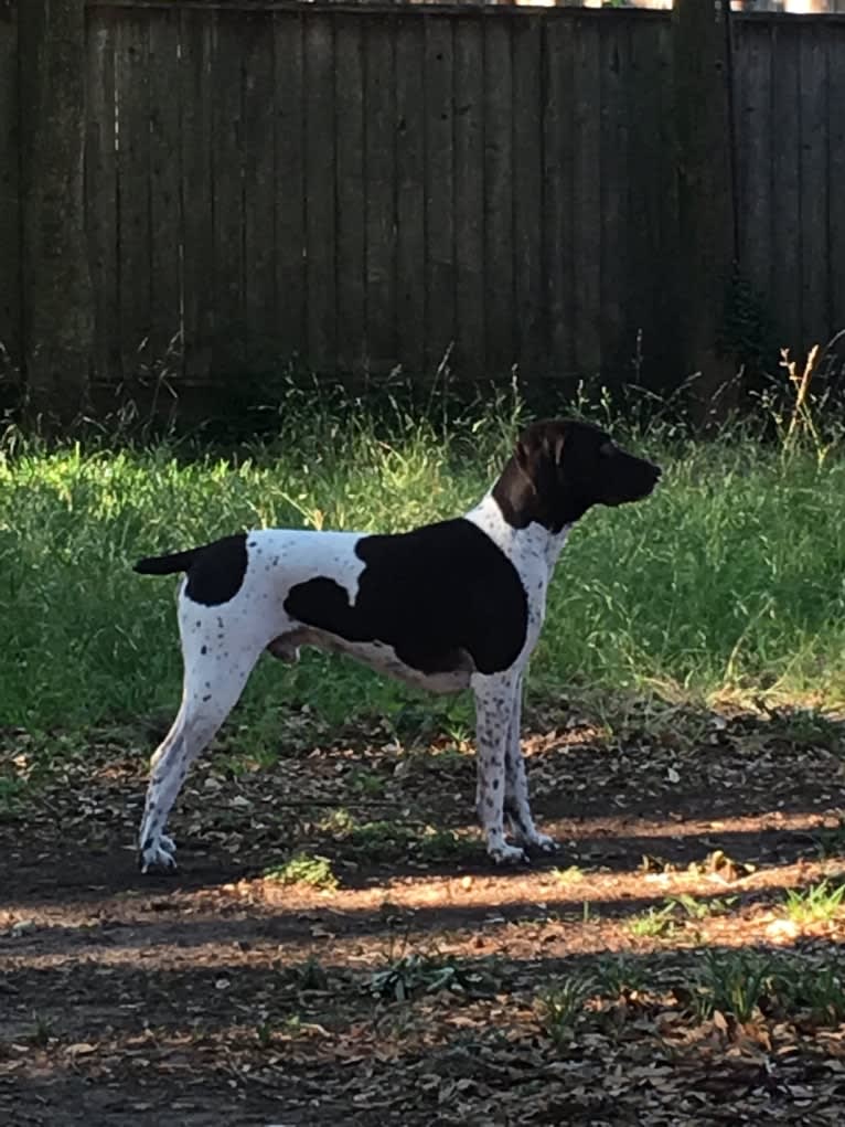 Remington, a German Shorthaired Pointer tested with EmbarkVet.com