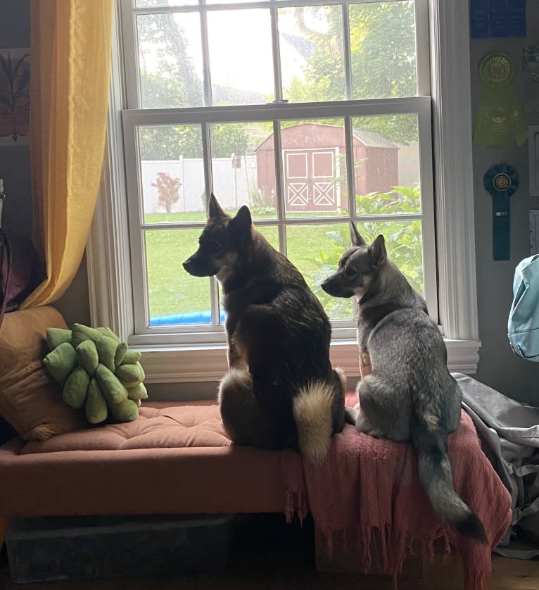 Ferngully, a Swedish Vallhund tested with EmbarkVet.com