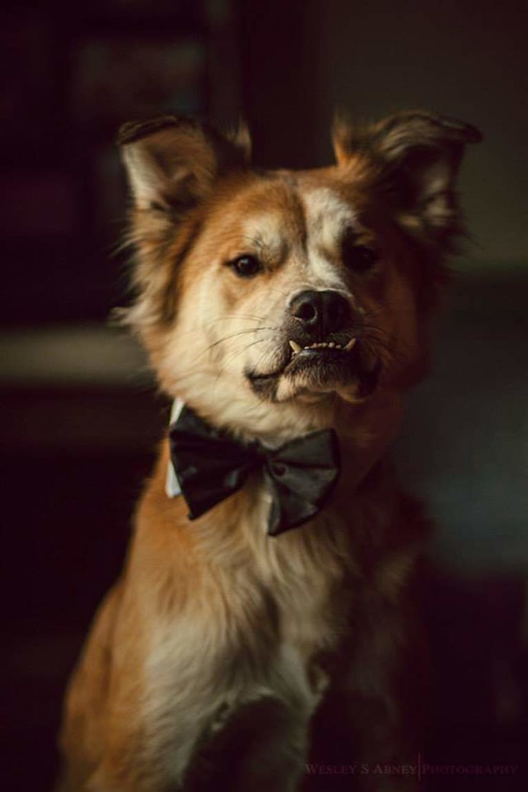 Chester, an American Eskimo Dog and Chow Chow mix tested with EmbarkVet.com