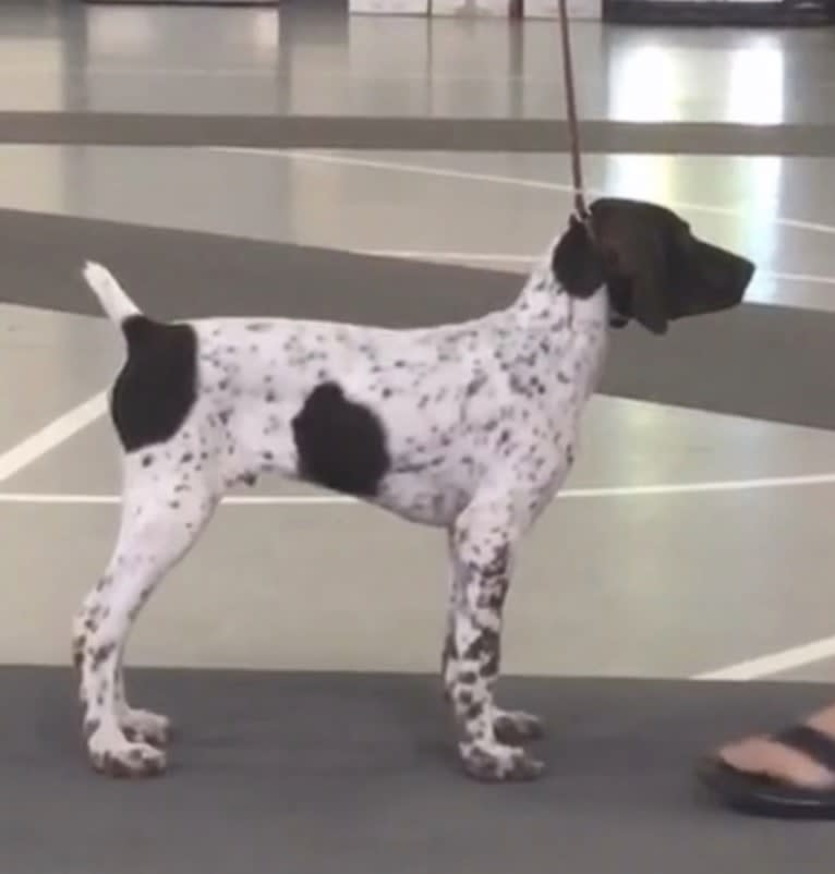 Jack, a German Shorthaired Pointer tested with EmbarkVet.com