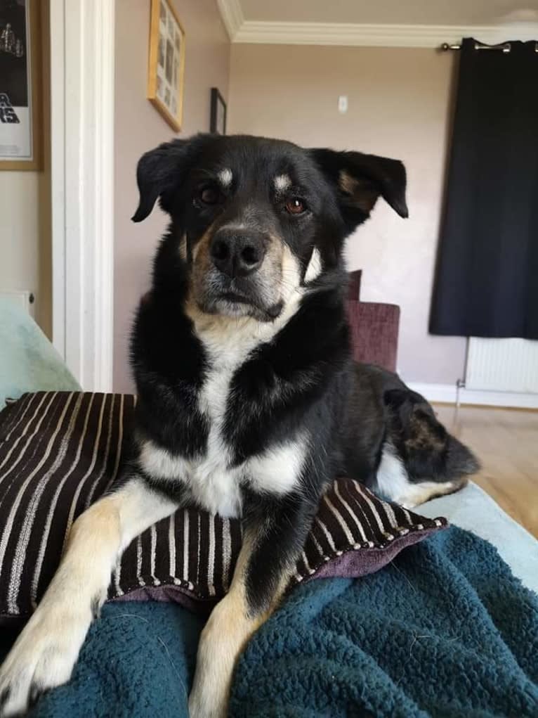 Diesel, a Border Collie and Siberian Husky mix tested with EmbarkVet.com