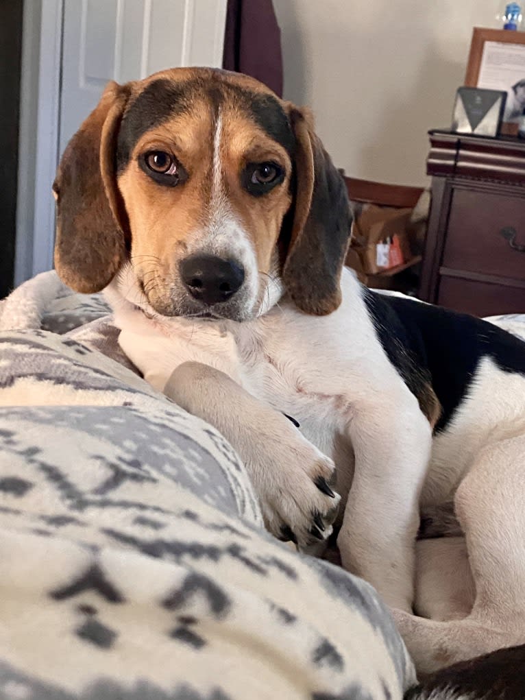 Bandit, a Treeing Walker Coonhound and Beagle mix tested with EmbarkVet.com