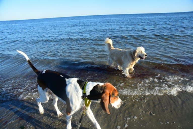 Murphy, a Treeing Walker Coonhound tested with EmbarkVet.com