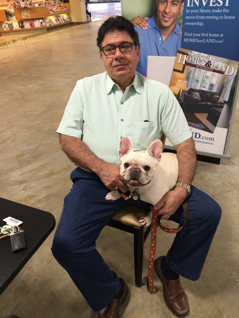 Louie, a French Bulldog tested with EmbarkVet.com