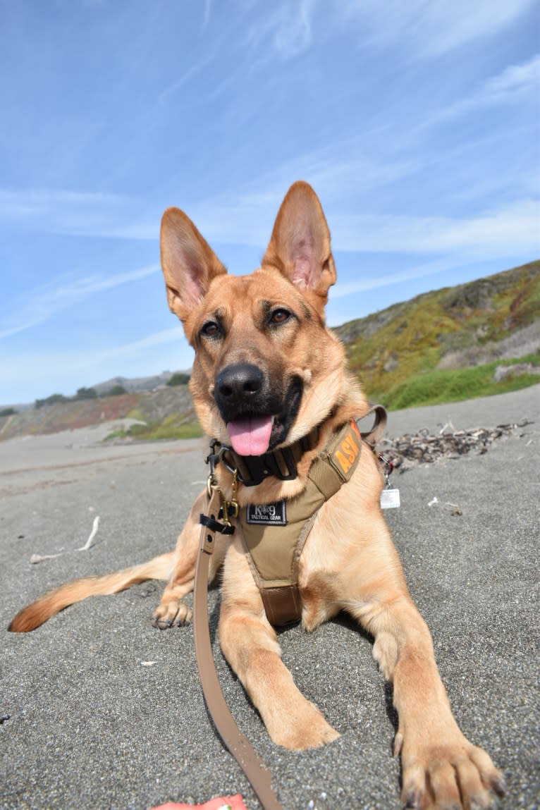 Maui, a German Shepherd Dog tested with EmbarkVet.com