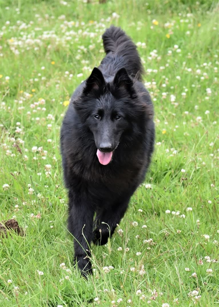 Vivi, a Belgian Shepherd tested with EmbarkVet.com