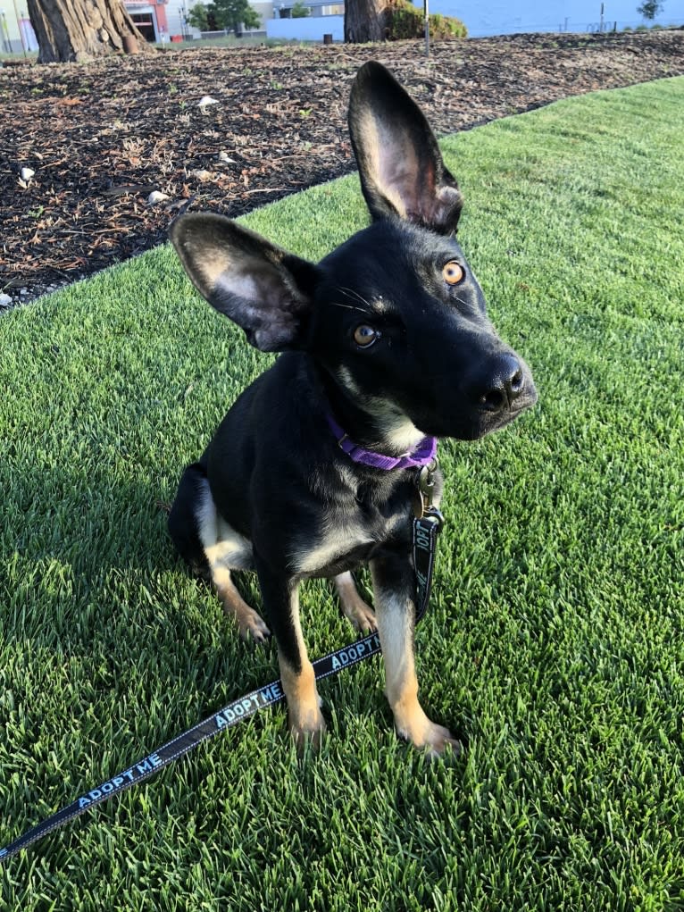 Buddy, a German Shepherd Dog and Weimaraner mix tested with EmbarkVet.com