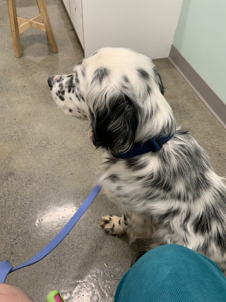 Merlin, a Llewellin Setter and English Setter mix tested with EmbarkVet.com